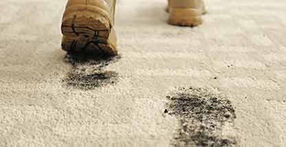 Scotchgard Carpet Stain Protection